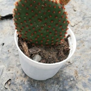 Bunny Ears Cactus