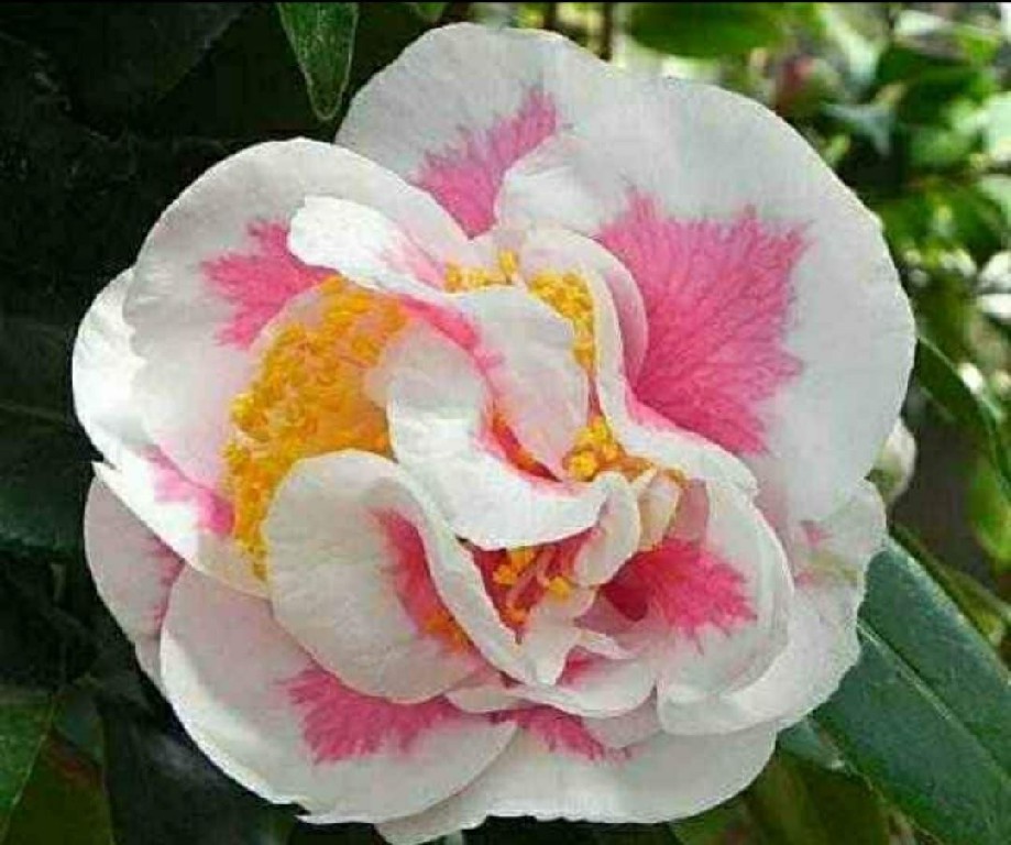 Camelia 210 3~1