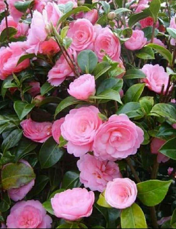 Camelia 210~1