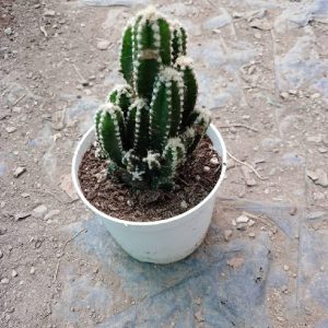 Cereus Tetragonus Variegata - Rainbow Castle