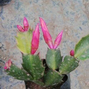 Christmas Cactus