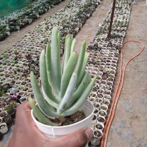 Cotyledon Orbiculata