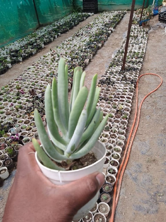 Cotyledon orbiculata 165~1