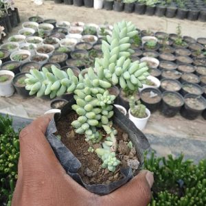 Sedum Morganianum (Donkey Tail)