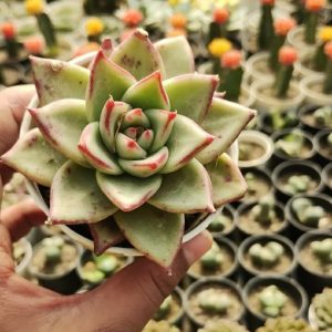 Echeveria Agavoides