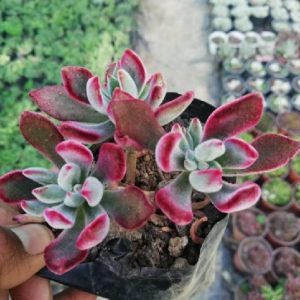 Echeveria Pulvinata Rose “Chenilleplant”