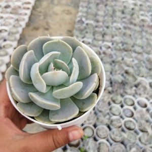 Echeveria Imbricata