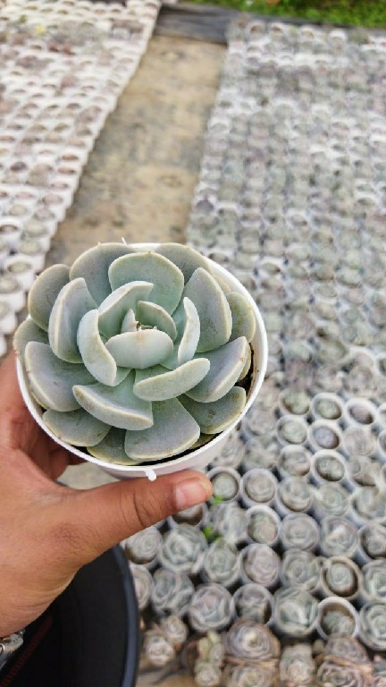 Echeveria ‘Imbricata’ 225