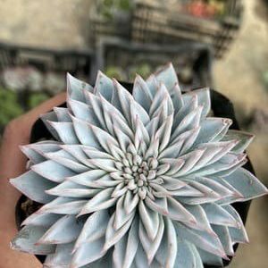 Echeveria 'Silver Queen'