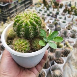 Echinobivia "Rainbow Burst"