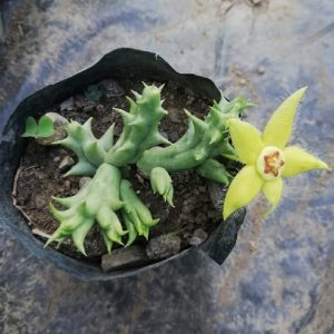 EtonGreen Orbea Semota