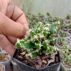 Fairy Castles- (Fairy Castle Cactus)