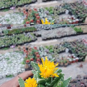 Faucaria Tigrina