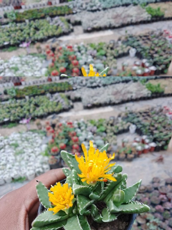 Faucaria tigrina 220~1