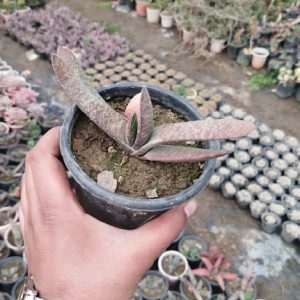 Gasteria carinata (Mill.) Duval “Roundtip aloe”