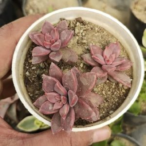 Ghost Plant (Graptopetalum Paraguayense)