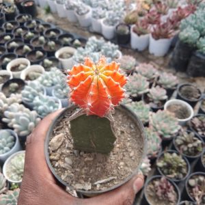 Gymnocalycium Mihanovichii