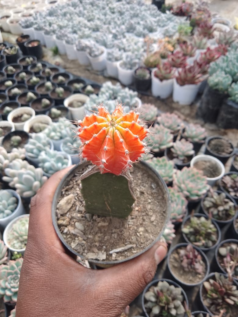 Gymnocalycium mihanovichii