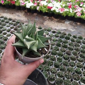 Haworthia