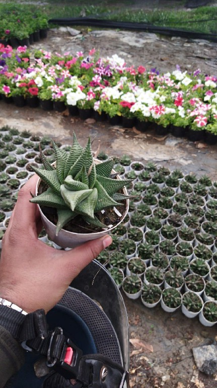 Haworthia 205