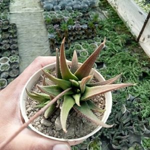Haworthia Fasciata Variegated