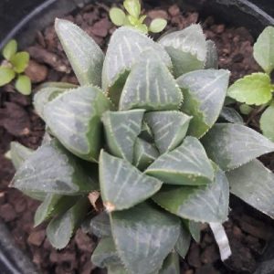 Haworthia Mutica