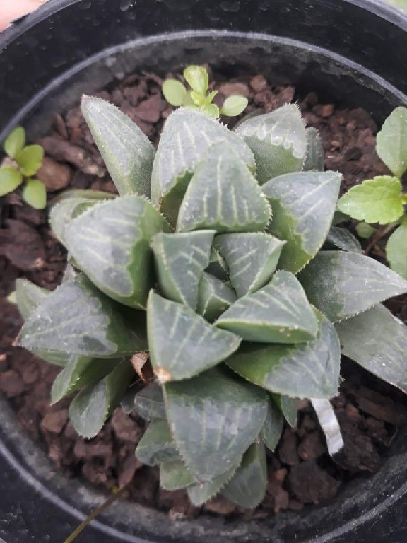 Haworthia Mutica 205~1