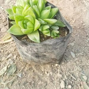 Haworthia Cymbiformis - 'Cathedral Window'