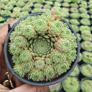 Hens and Chicken (House Leek)