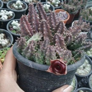 Huernia Zebrina - Lifesaver Cactus
