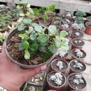 Jade Plant