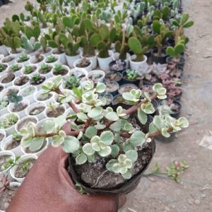 Variegated Jade Plant