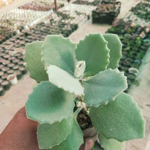 Kalanchoe Millotii