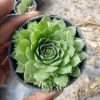 Laxmi Kamal (Sempervivum)