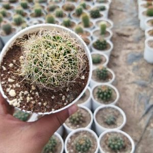 Mammillaria Gracilis Antje