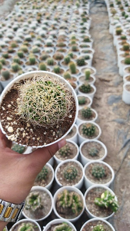 Mammilaria Gracilis Antje210