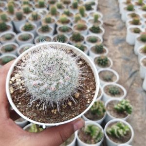 Mammillaria Candida - (Snowball Cushion Cactus)