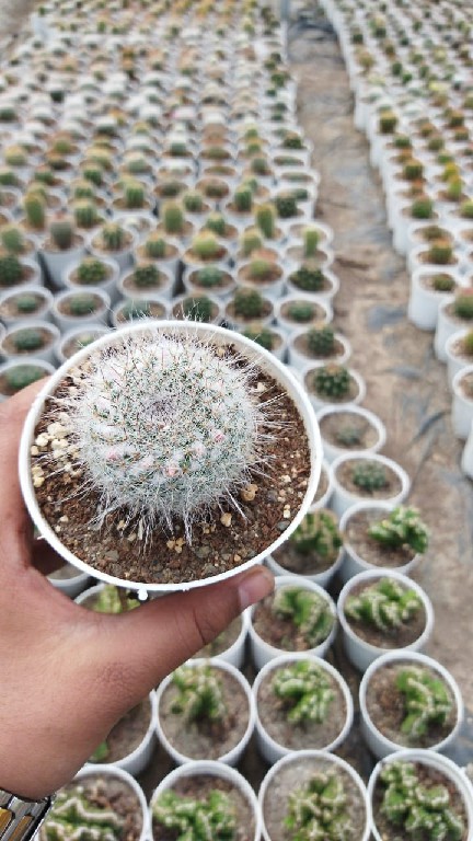 Mammillaria Candida 220