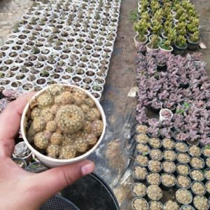 Mammillaria Elongata