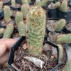 Mammillaria Elongata -(Copper King)