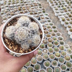 Mammillaria Gracilis