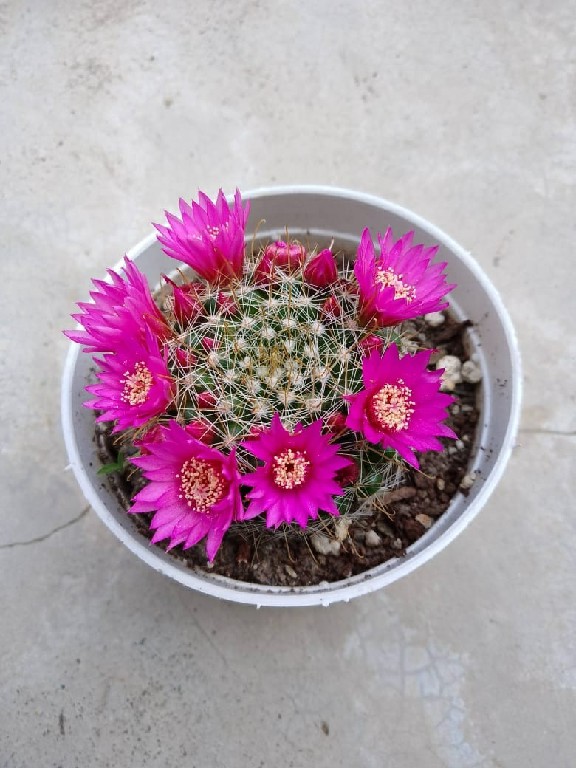 Mammillaria Perez De La Rosa 205~1