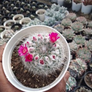 Mammillaria Bocasana