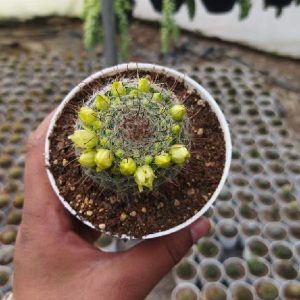 Mammillaria Compressa