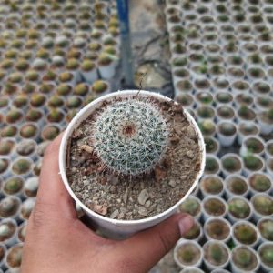 Mammillaria Hahniana-  (Old Lady Cactus)