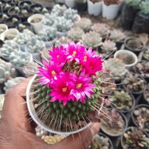 Mammillaria Polythele