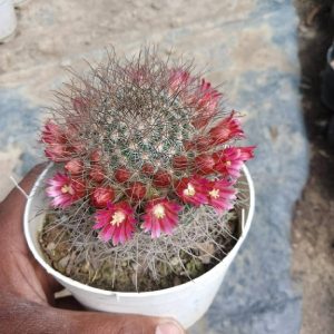Mammillaria Spinosissima - (Spiny Pincushion Cactus)