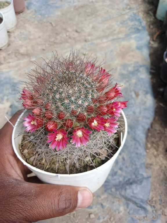 Mammillaria Spinosissima (Spiny Pincushion Cactus) PlantsStor
