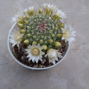 Mammillaria Zeilmanniana Cactus