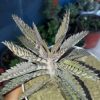 Mother of Millions (Kalanchoe Laetivirens)